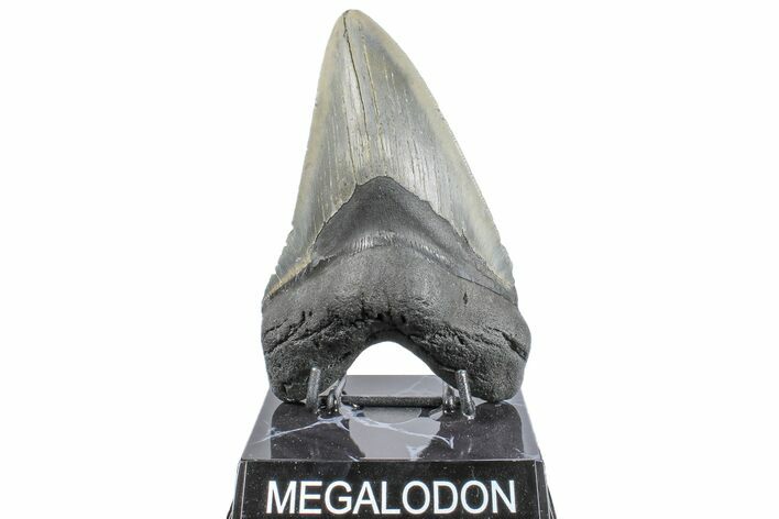 Serrated, Fossil Megalodon Tooth - North Carolina #165418